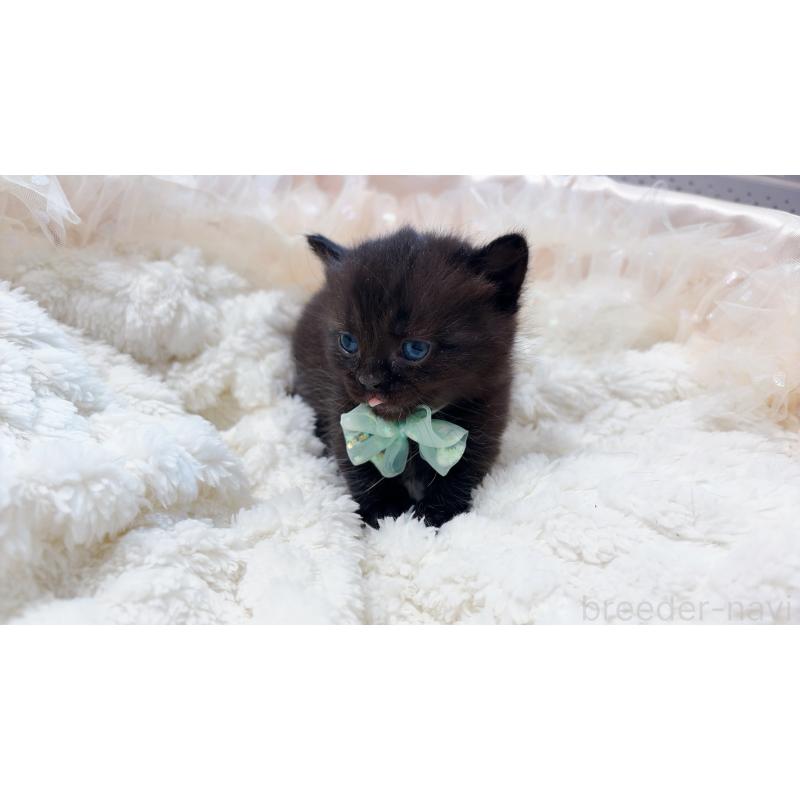 商談中の群馬県のマンチカン(短足)-130554の8枚目