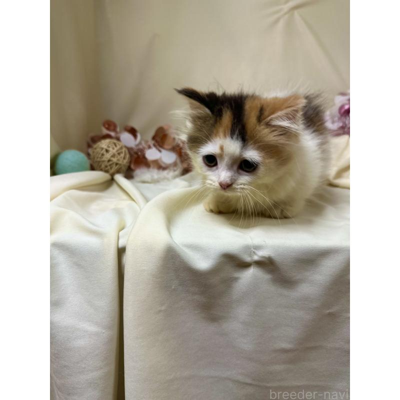 販売中の愛知県のミヌエット-130649の3枚目