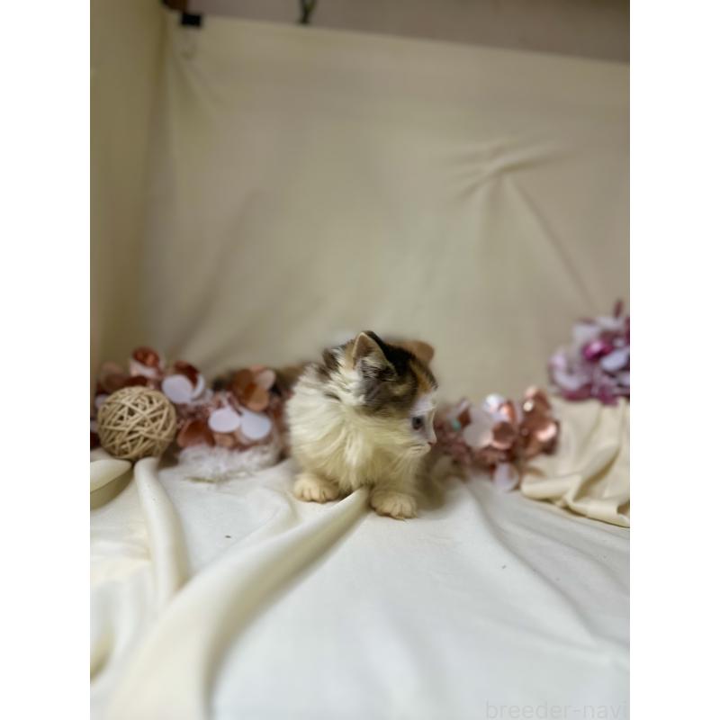 販売中の愛知県のミヌエット-130649の2枚目