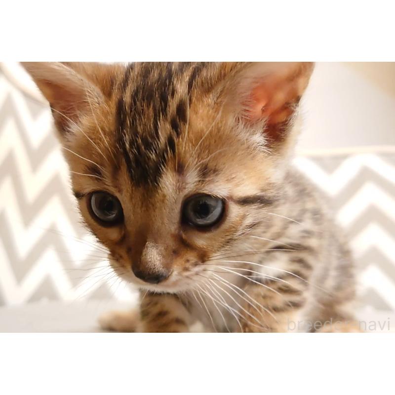 販売中の千葉県のベンガル-130650の10枚目