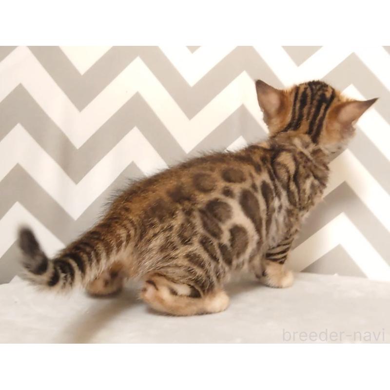 販売中の千葉県のベンガル-130650の9枚目