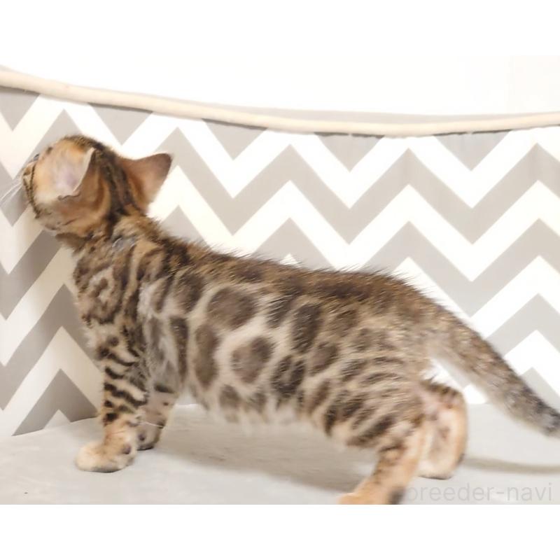 販売中の千葉県のベンガル-130650の8枚目