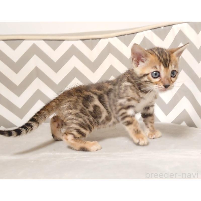 販売中の千葉県のベンガル-130650の7枚目