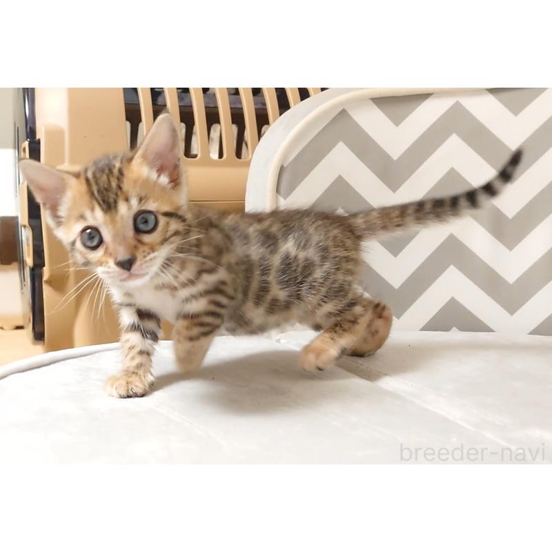 販売中の千葉県のベンガル-130650の6枚目