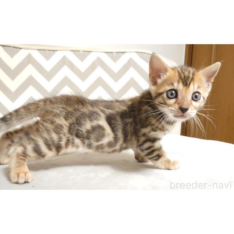 販売中の千葉県のベンガル-130650の5枚目