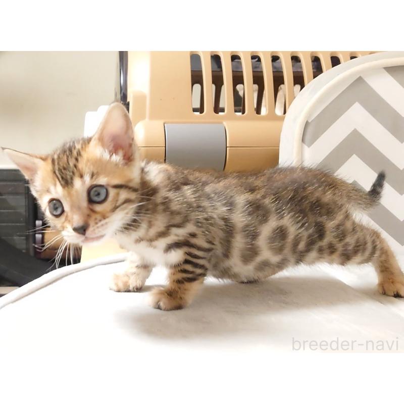 販売中の千葉県のベンガル-130650の4枚目