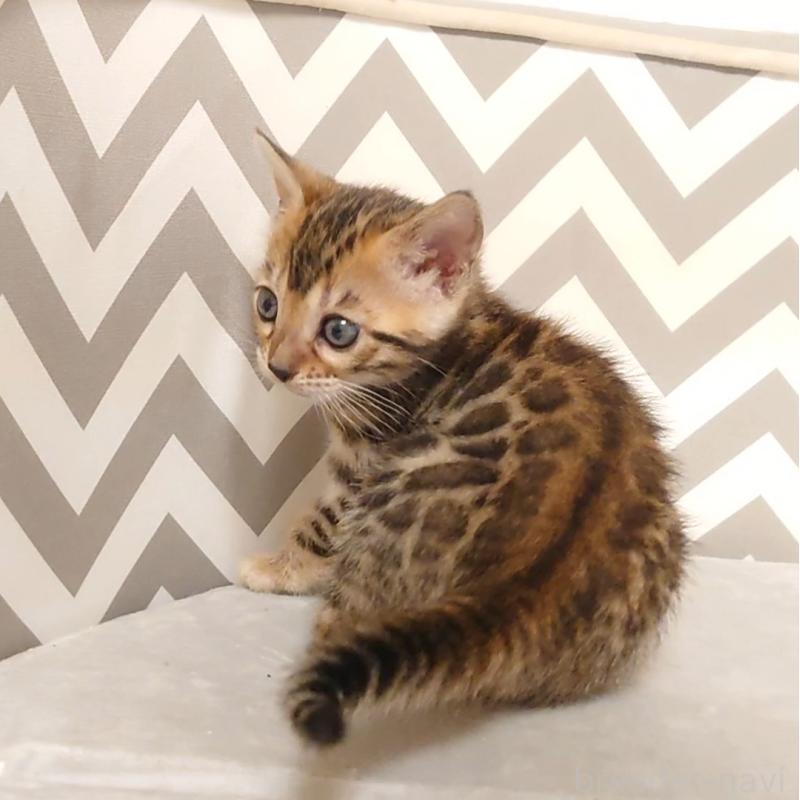 販売中の千葉県のベンガル-130650の2枚目