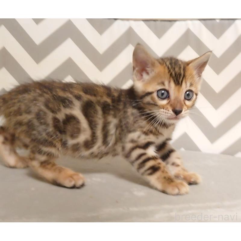 販売中の千葉県のベンガル-130650の3枚目