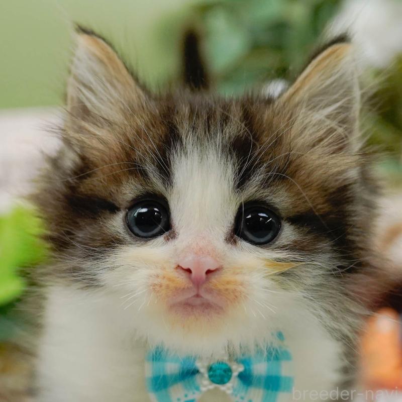 販売中の神奈川県のノルウェージャンフォレストキャット-130651の1枚目