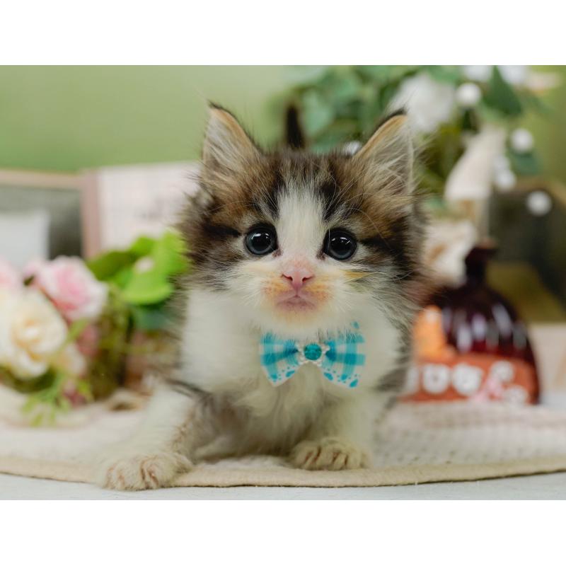 販売中の神奈川県のノルウェージャンフォレストキャット-130651の13枚目