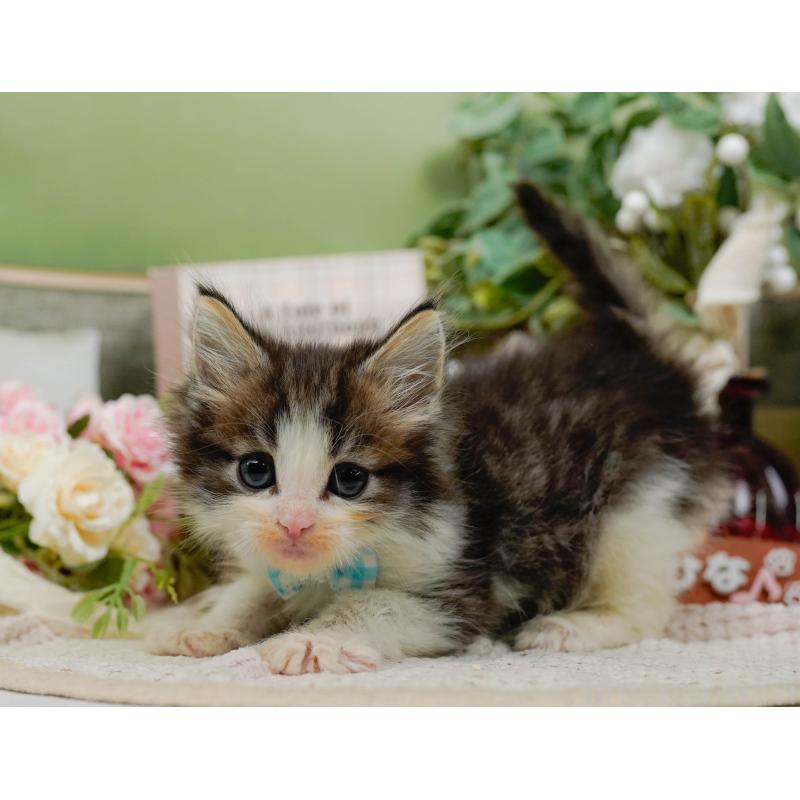 販売中の神奈川県のノルウェージャンフォレストキャット-130651の12枚目