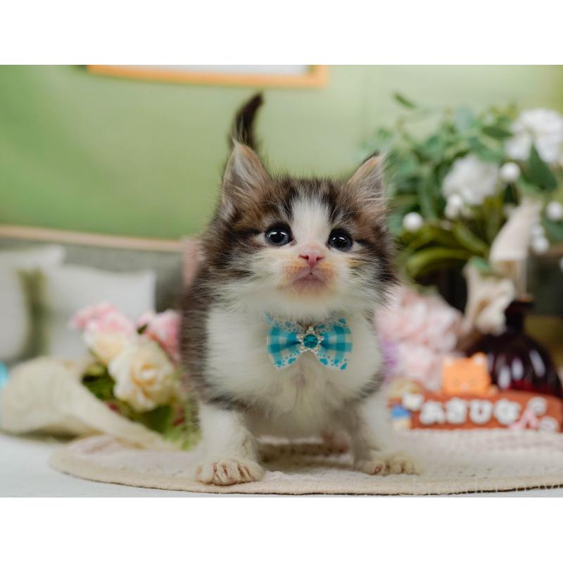 販売中の神奈川県のノルウェージャンフォレストキャット-130651の11枚目