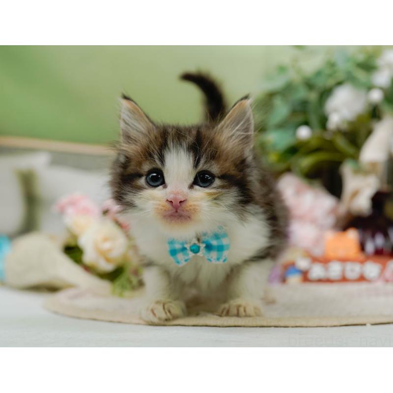 販売中の神奈川県のノルウェージャンフォレストキャット-130651の10枚目