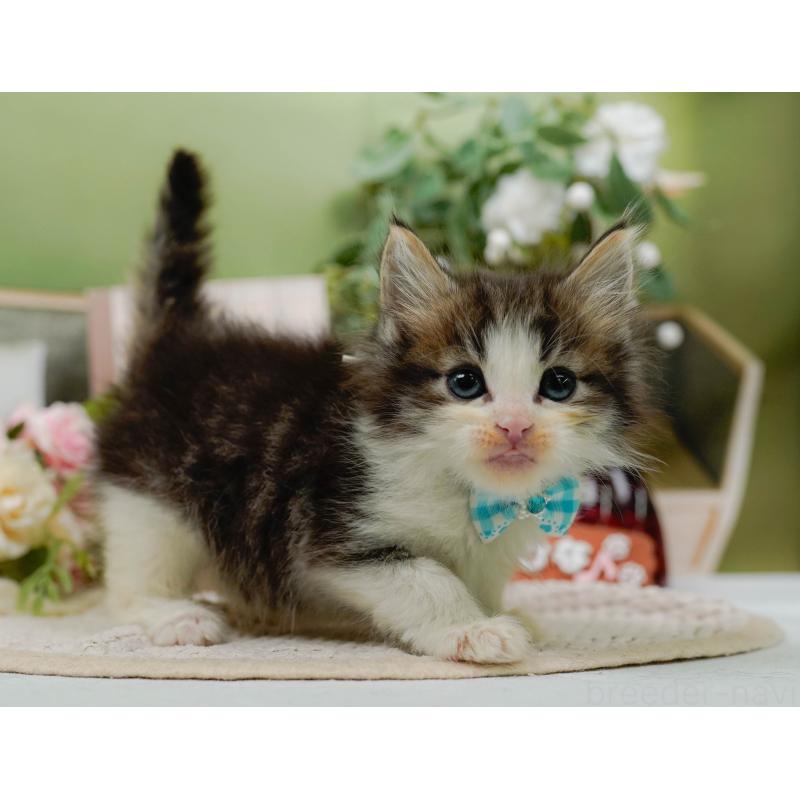 販売中の神奈川県のノルウェージャンフォレストキャット-130651の9枚目