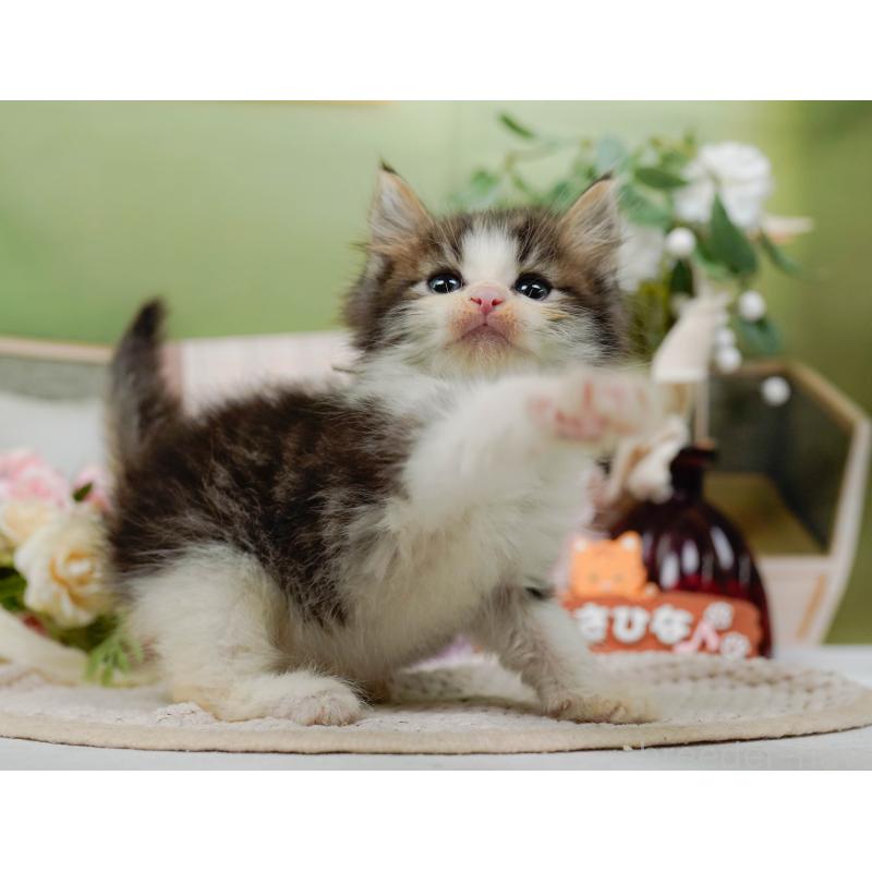 販売中の神奈川県のノルウェージャンフォレストキャット-130651の8枚目