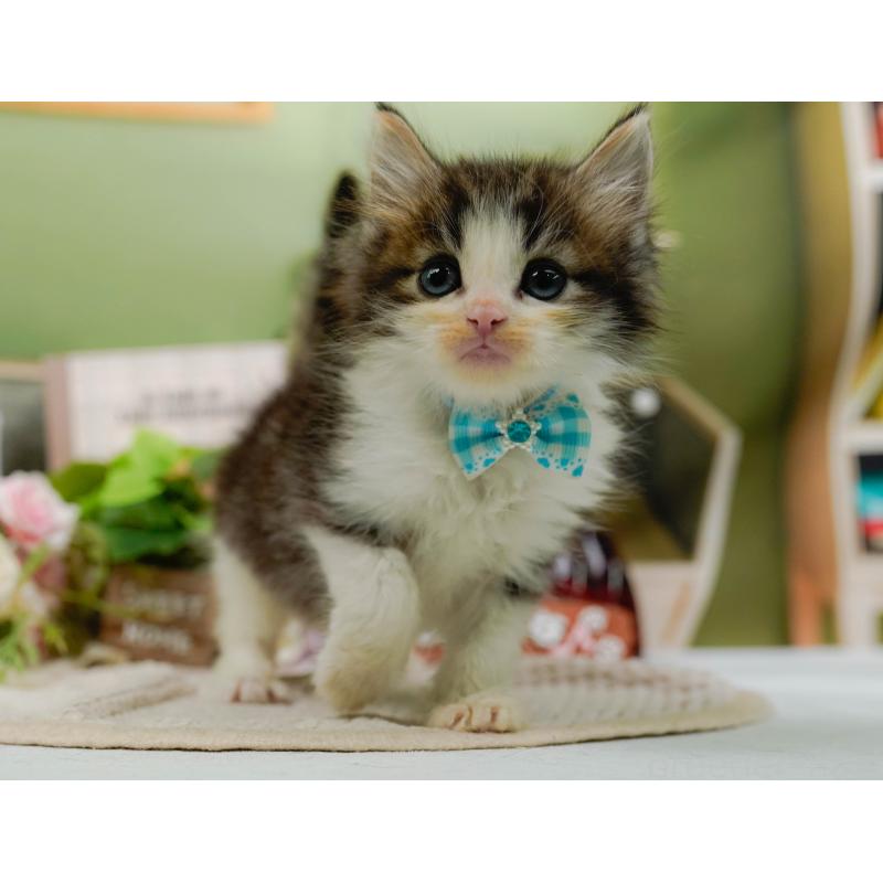 販売中の神奈川県のノルウェージャンフォレストキャット-130651の7枚目