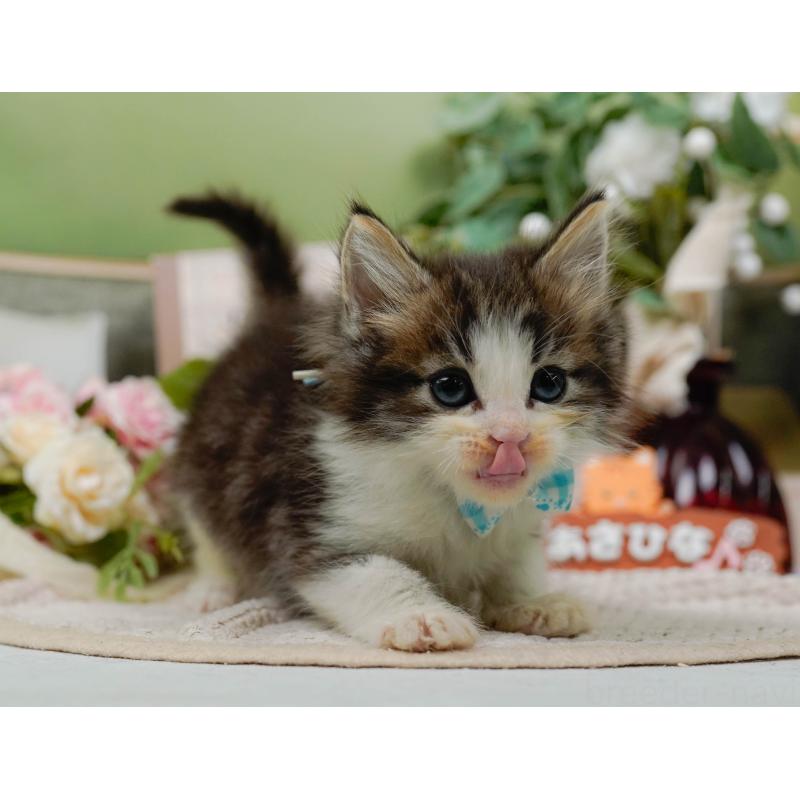 販売中の神奈川県のノルウェージャンフォレストキャット-130651の6枚目