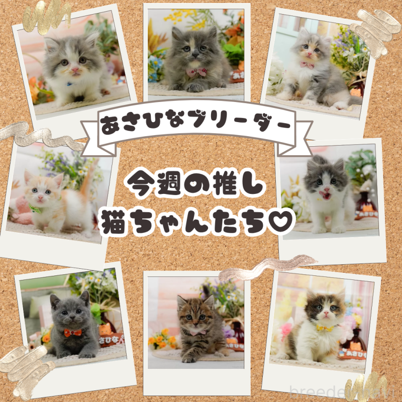 販売中の神奈川県のノルウェージャンフォレストキャット-130651の4枚目