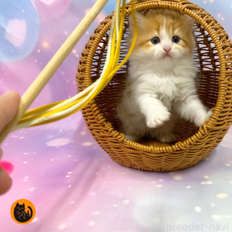 販売中の大阪府のスコティッシュフォールド-129975