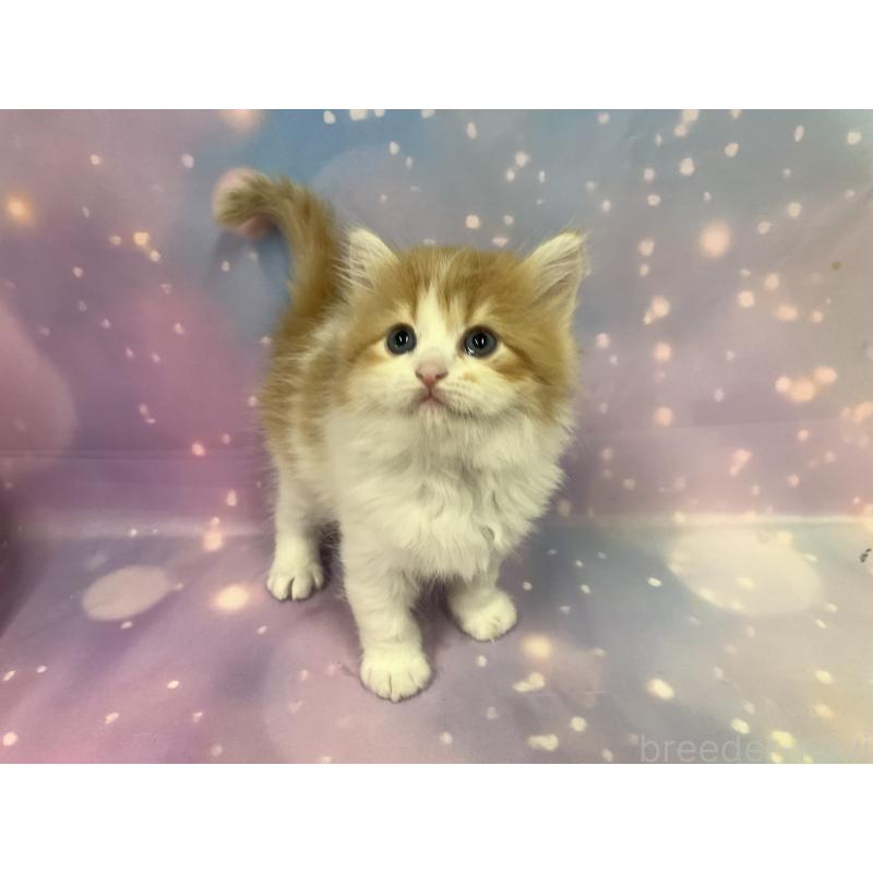 成約済の大阪府のスコティッシュフォールド-129975の2枚目