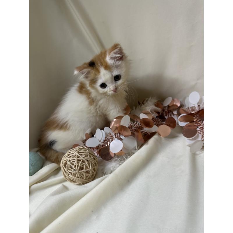 販売中の愛知県のミヌエット-130652の3枚目