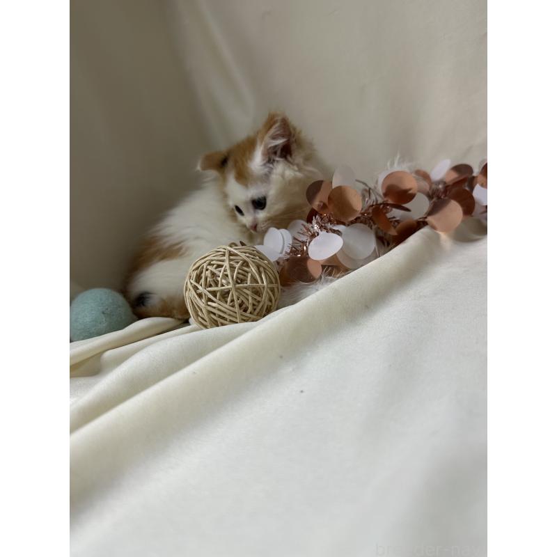 販売中の愛知県のミヌエット-130652の2枚目