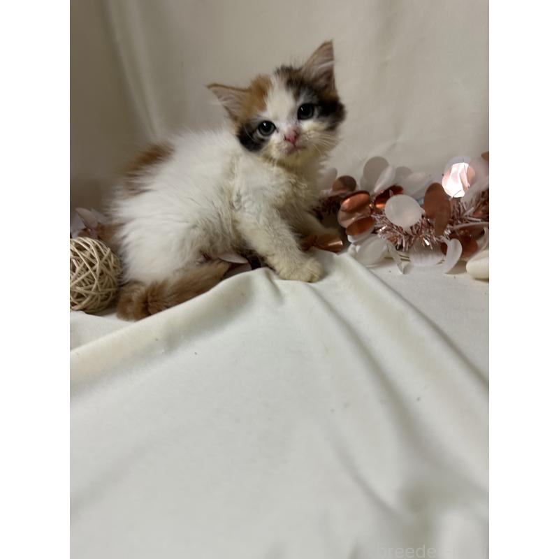 販売中の愛知県のミヌエット-130653の3枚目