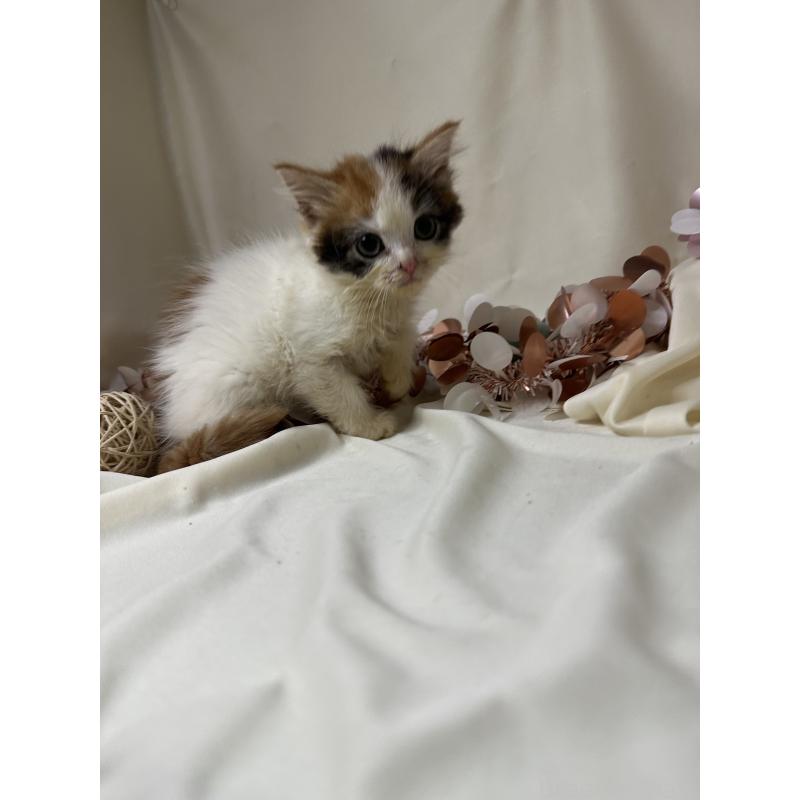 販売中の愛知県のミヌエット-130653の2枚目