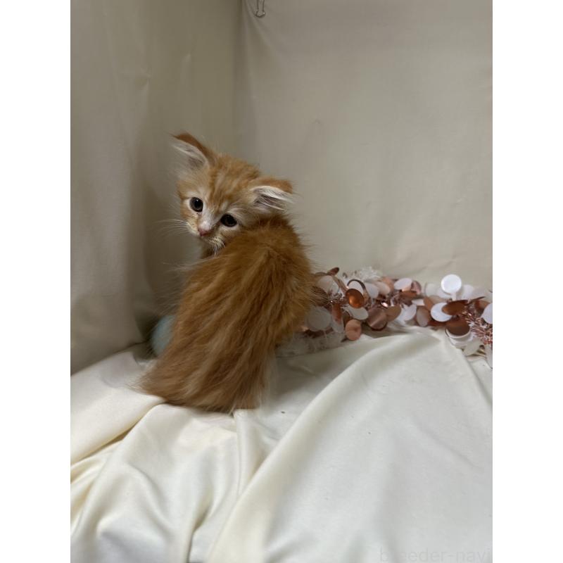 販売中の愛知県のミヌエット-130654の3枚目