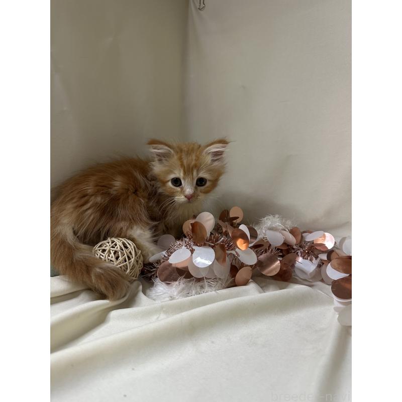 販売中の愛知県のミヌエット-130654の2枚目