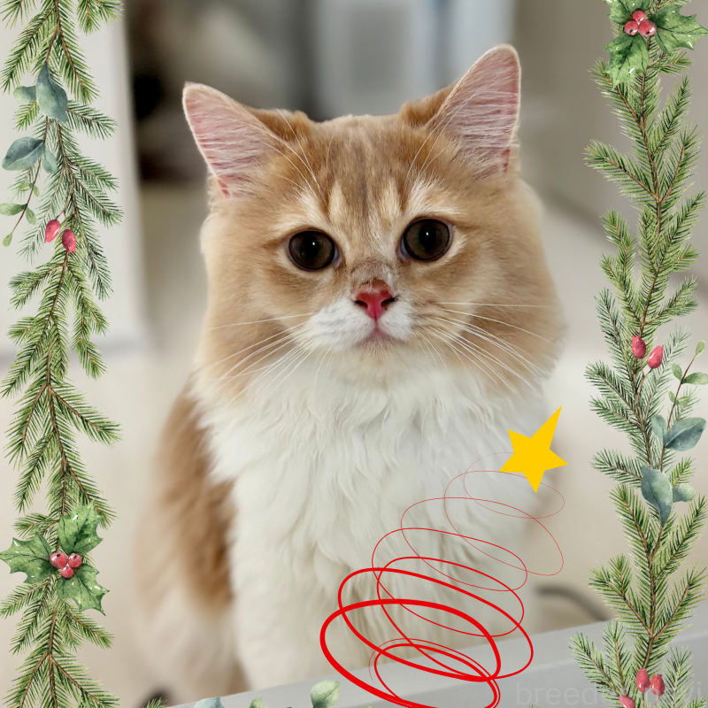 成約済の埼玉県のミヌエット-123491の1枚目