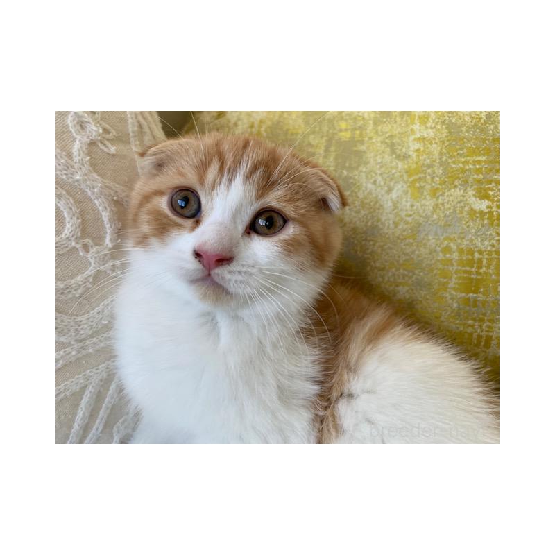 販売中の茨城県のスコティッシュフォールド-130655の5枚目