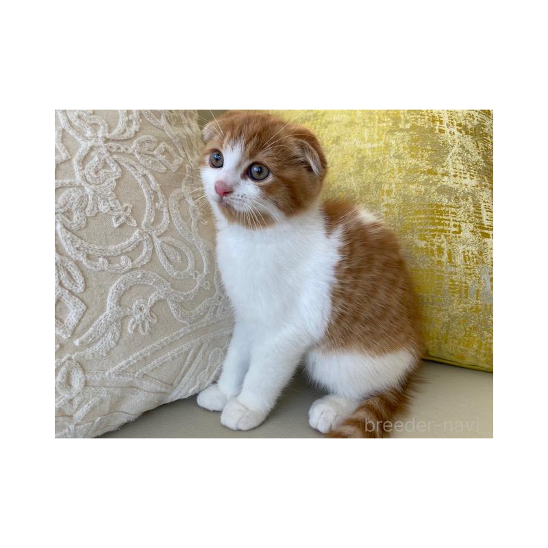 販売中の茨城県のスコティッシュフォールド-130656の5枚目