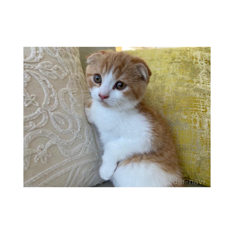 販売中の茨城県のスコティッシュフォールド-130656の4枚目