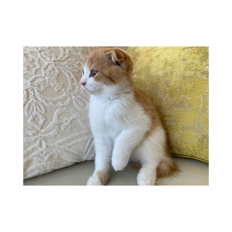 販売中の茨城県のスコティッシュフォールド-130656の2枚目