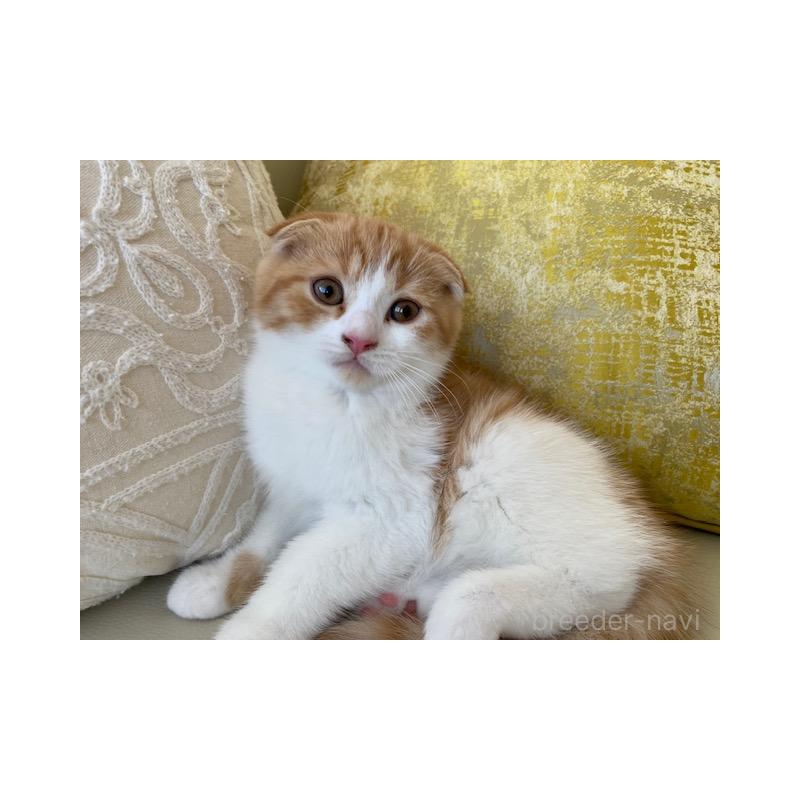 販売中の茨城県のスコティッシュフォールド-130655の3枚目