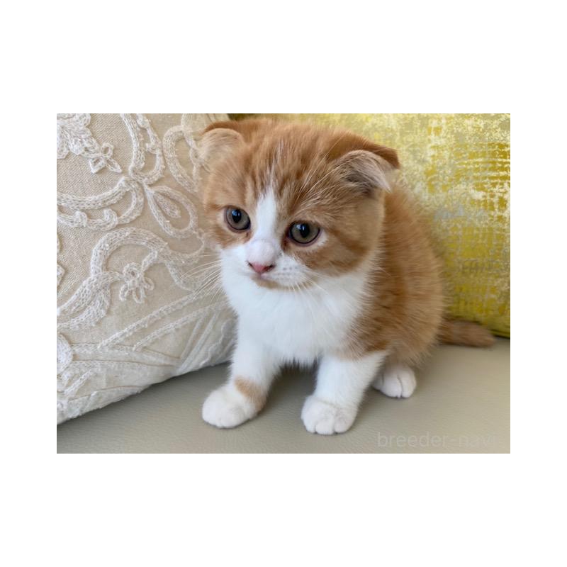 販売中の茨城県のスコティッシュフォールド-130657の5枚目