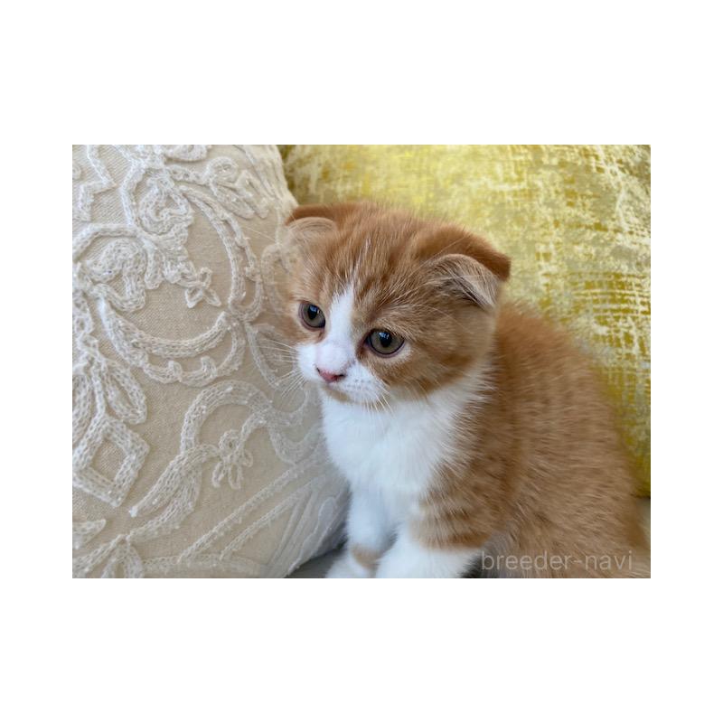 販売中の茨城県のスコティッシュフォールド-130657の3枚目