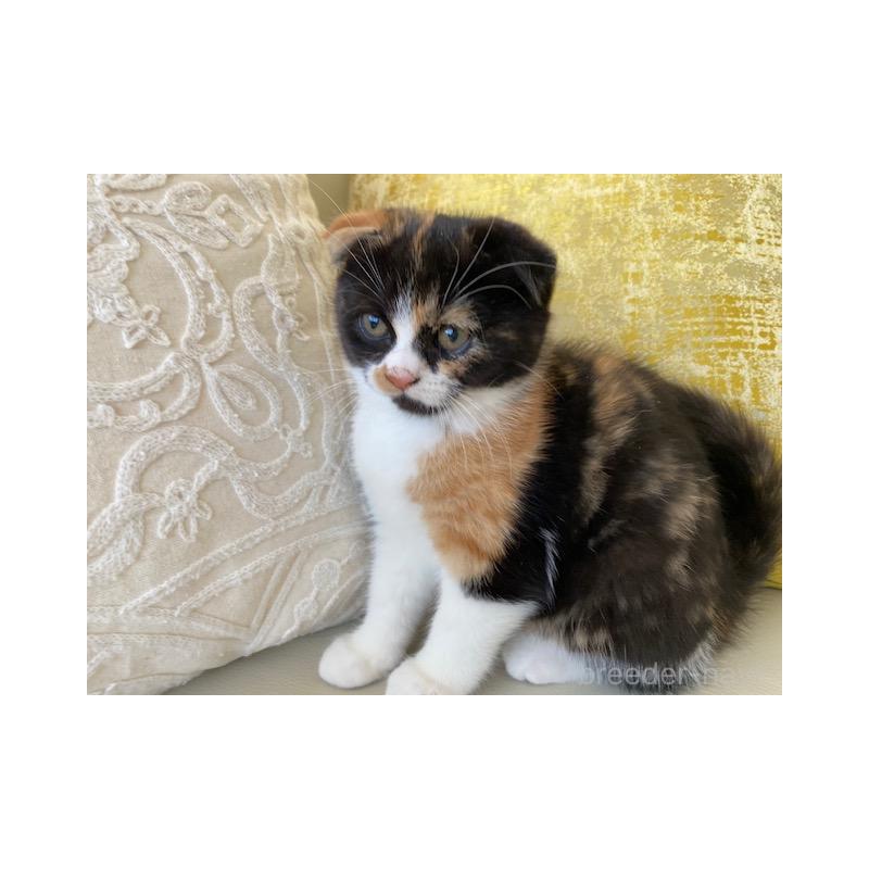 販売中の茨城県のスコティッシュフォールド-130658の6枚目