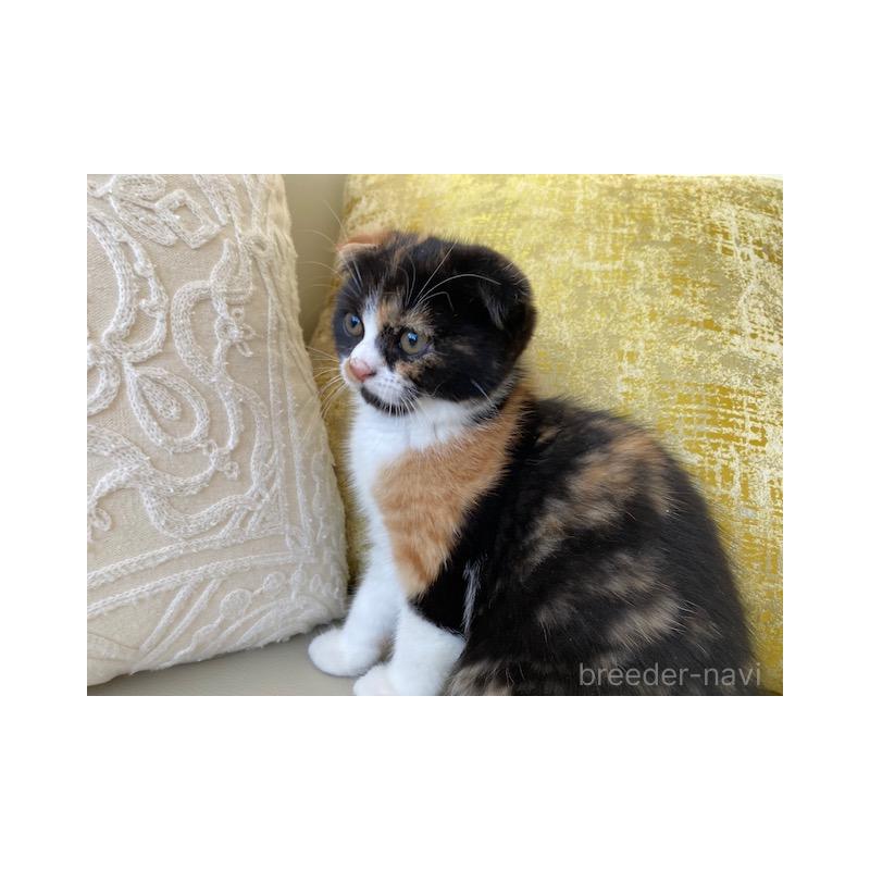 販売中の茨城県のスコティッシュフォールド-130658の5枚目