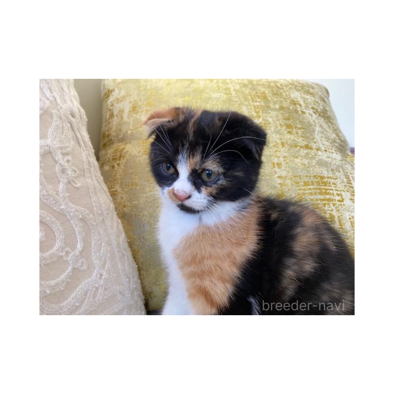 販売中の茨城県のスコティッシュフォールド-130658の4枚目