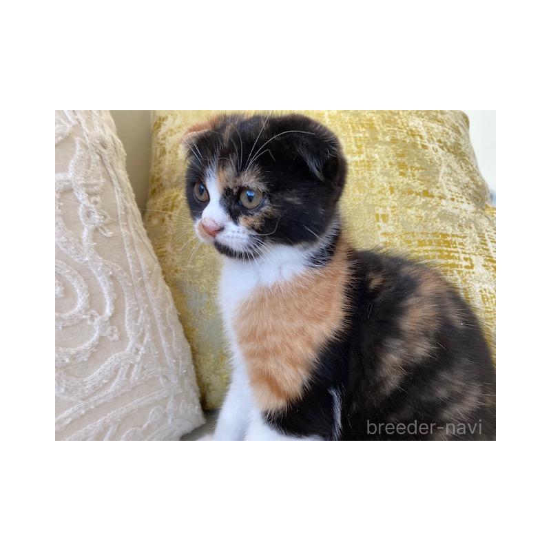 販売中の茨城県のスコティッシュフォールド-130658の3枚目