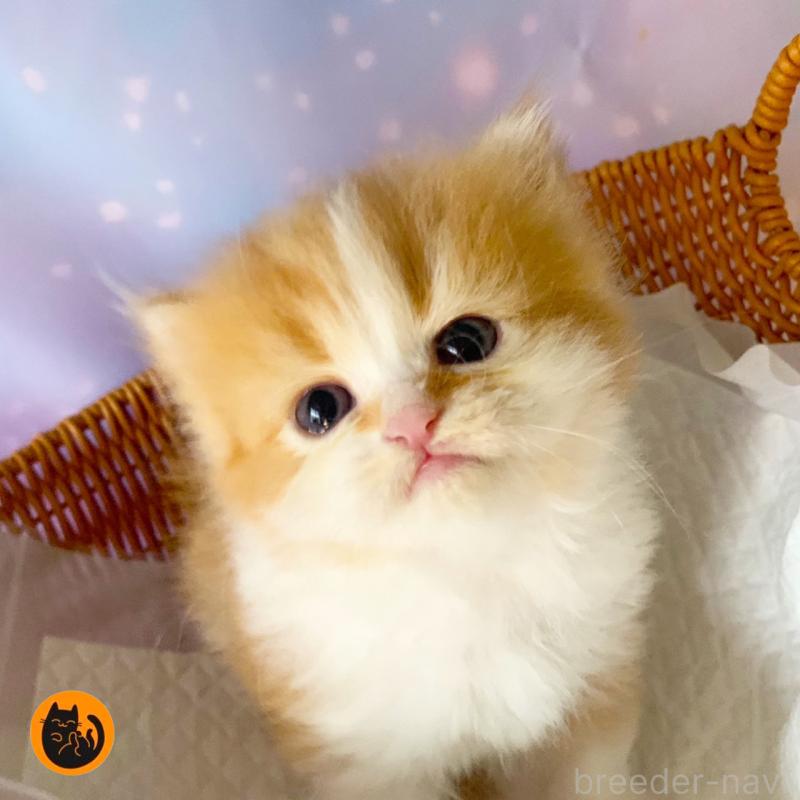 販売中の大阪府のスコティッシュフォールド-129976