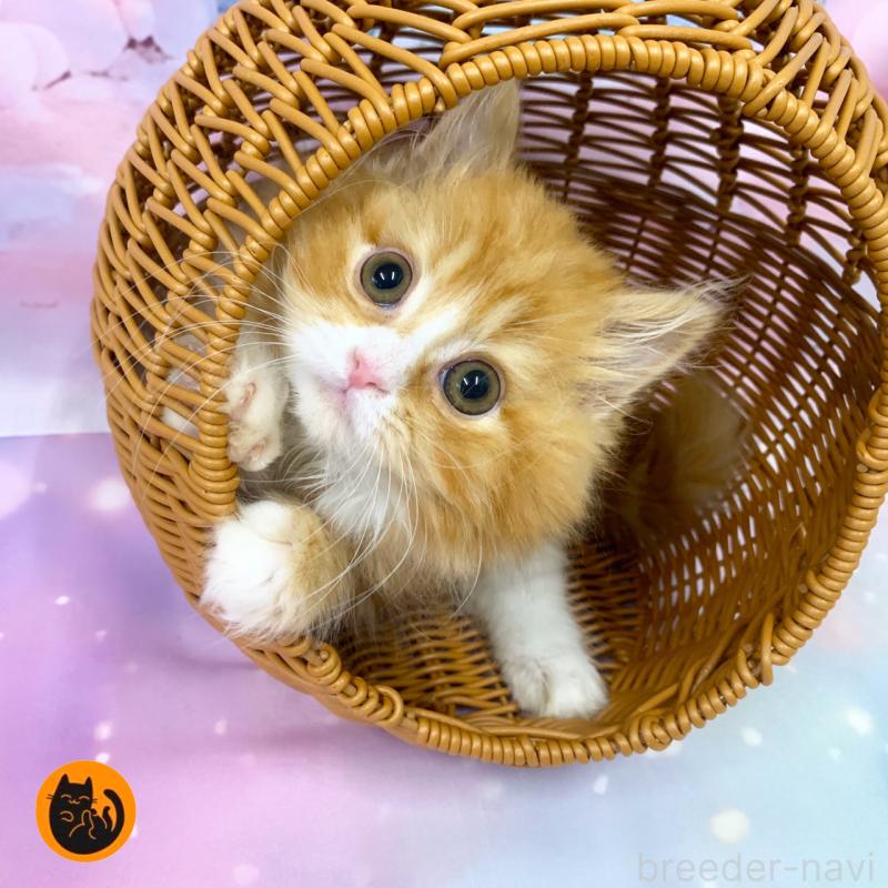 成約済の大阪府のスコティッシュフォールド-126795