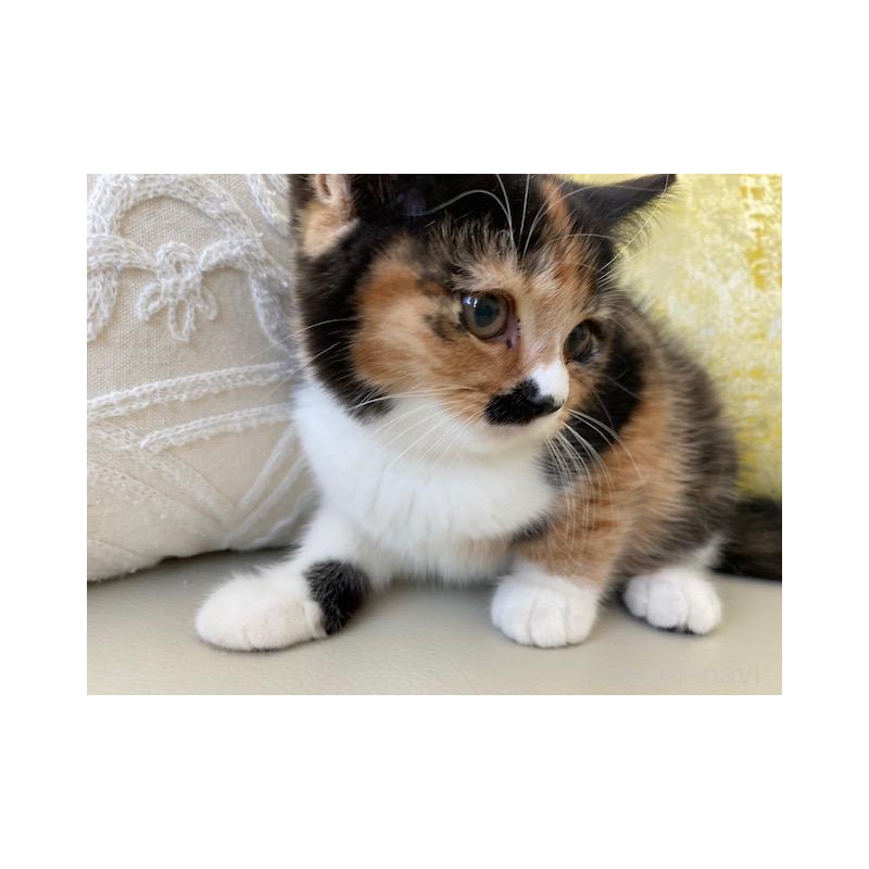 販売中の茨城県のスコティッシュフォールド-130659の6枚目