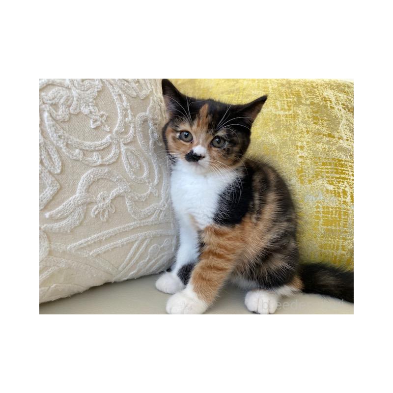 販売中の茨城県のスコティッシュフォールド-130659の4枚目