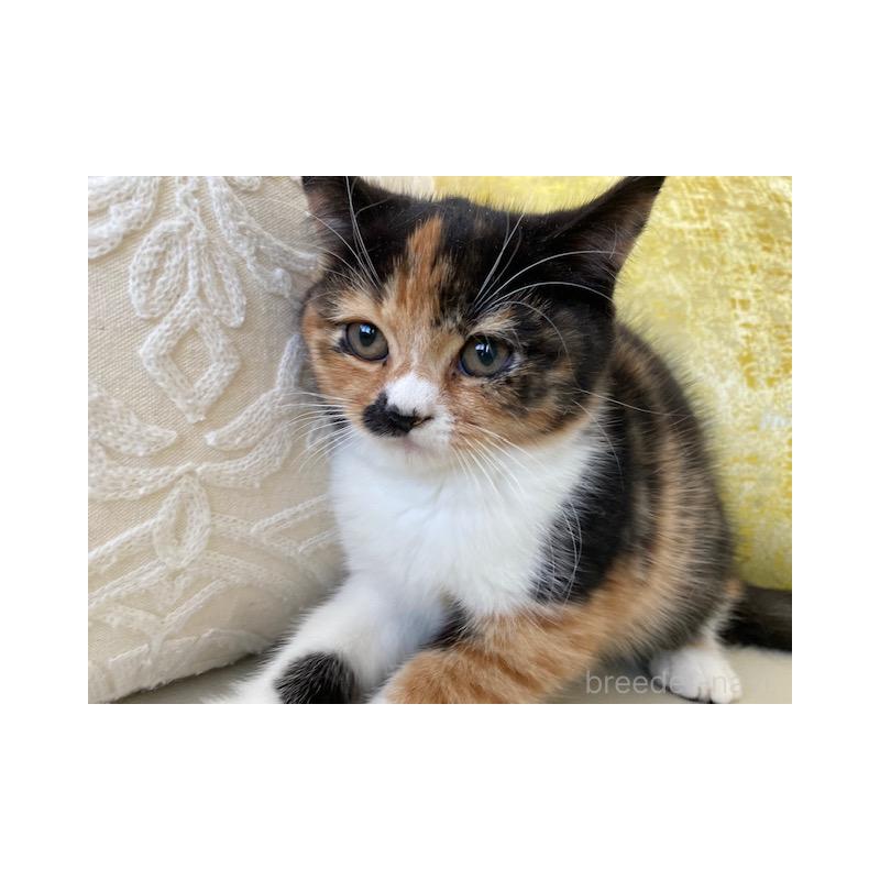 販売中の茨城県のスコティッシュフォールド-130659の3枚目