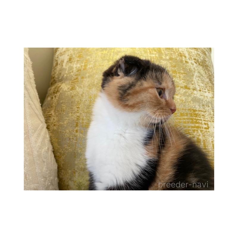販売中の茨城県のスコティッシュフォールド-130660の5枚目
