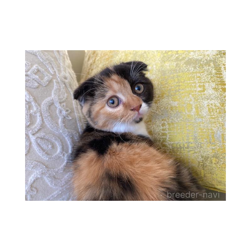 販売中の茨城県のスコティッシュフォールド-130660の3枚目