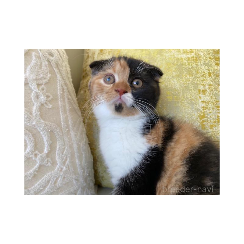 販売中の茨城県のスコティッシュフォールド-130660の2枚目
